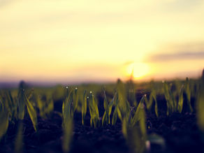 sunrise over plants just budding from the ground