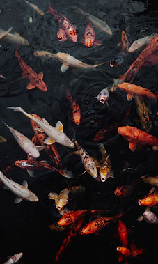 School of colorful Japanese koi fish in dark water