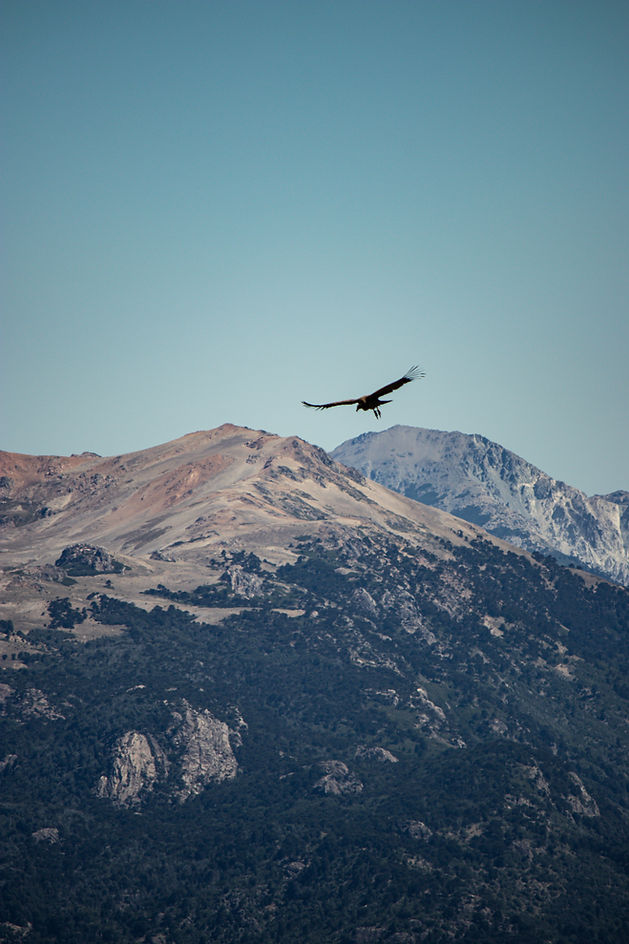 Image by Nicolás Encina