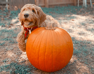 goldendoodle