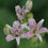Miniatura: Tricyrtis formosana ‘Dark Beauty’