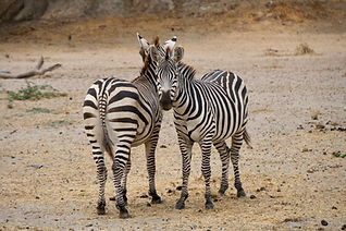 1200px-Lençóis_Maranhenses_2018.jpg
