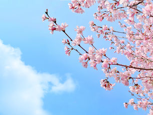 【大宮の鍼灸師が解説】春の不調・花粉症はデトックスの合図?東洋医学で読み解く「春の養生」と「正しい甘味」の摂り方