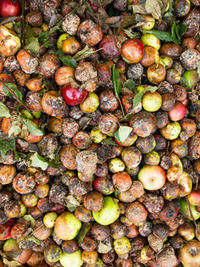 National Push to Cut On-Farm Food Waste Losses