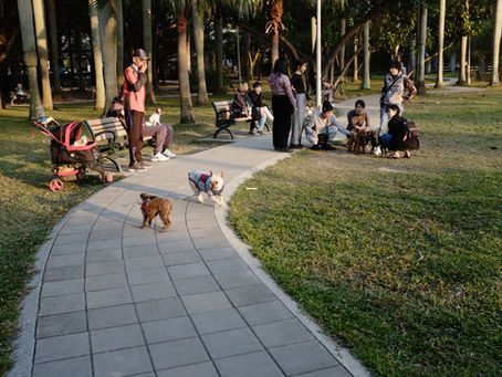 Dog parks arents suitable for all dogs
