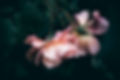 Image by Wyxina Tresse