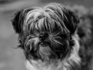 Affenpinscher