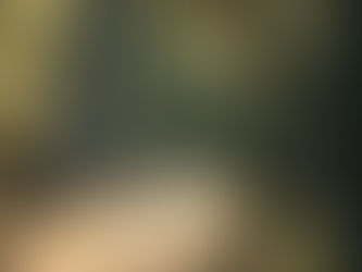 A nature scene with dappled light