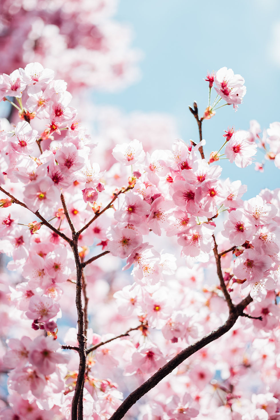 A Season Of Calm - Spring