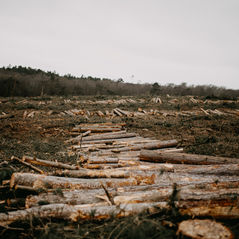 Trail Mail: Deforestation Isn’t Just a Loss. It’s a Leak.