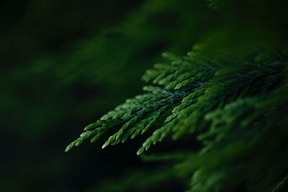 Image by Ehsan ahmadnejad