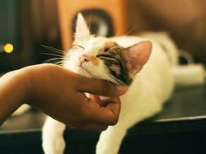 Why Do Cats Purr? Unraveling the Mysteries Behind Feline Purring