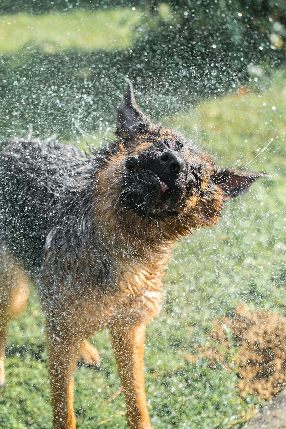 Dog shaking off water