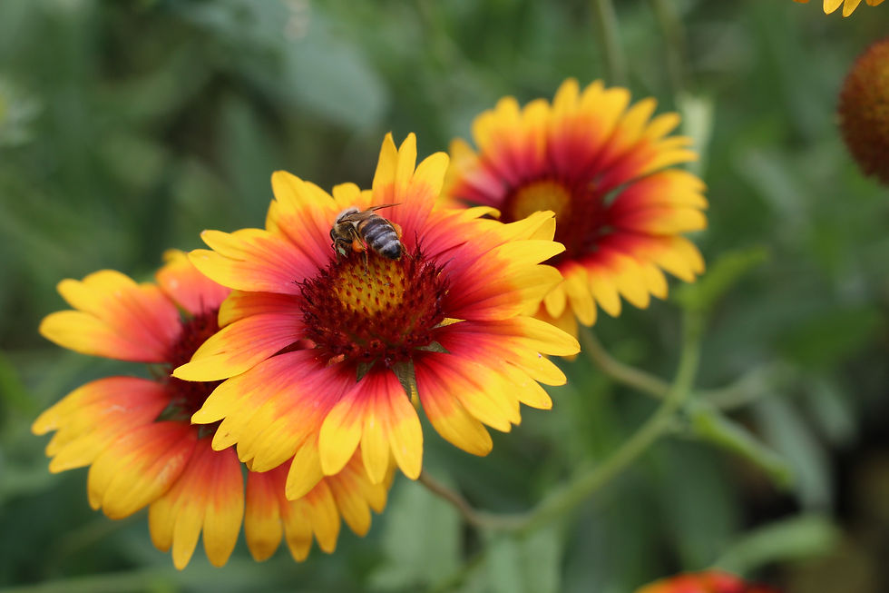 butterfly plants