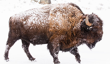 a bison
