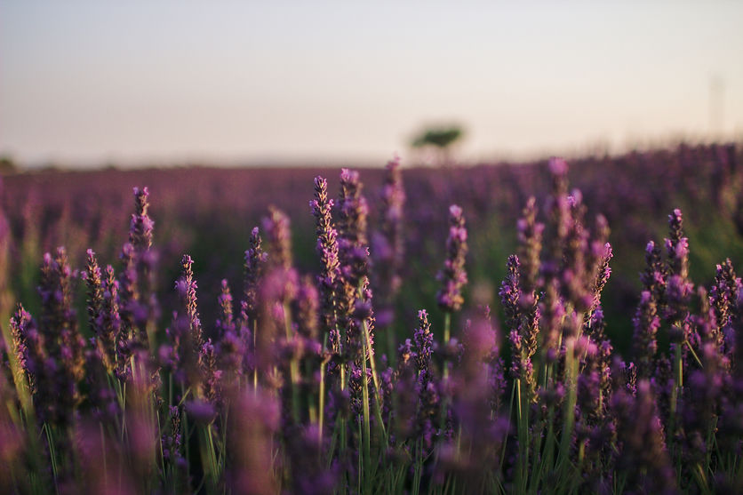 Image by Clémence Taillez