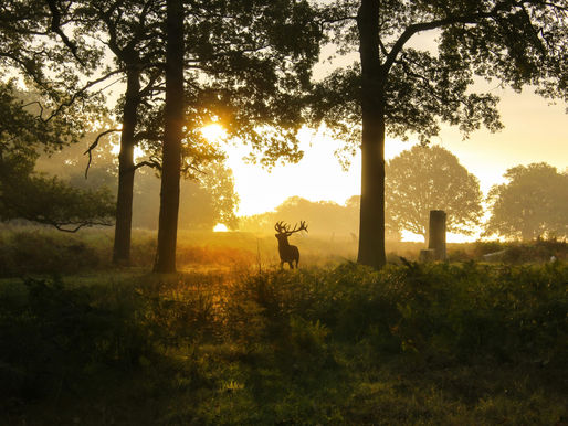 Whitetail Deer at Sunset