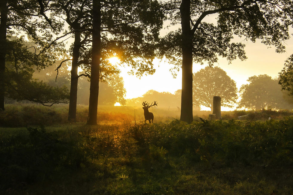 Whitetail Deer at Sunset
