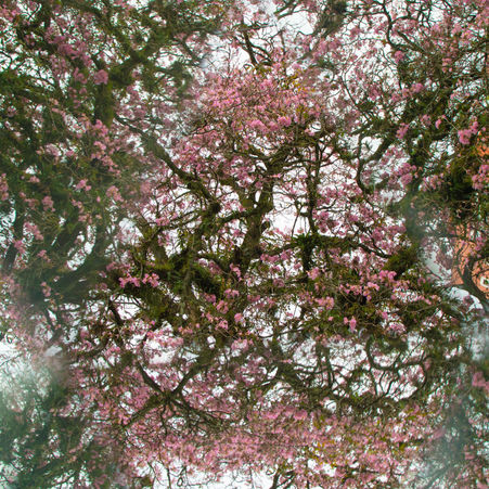 Kaleidoscope Of Nature