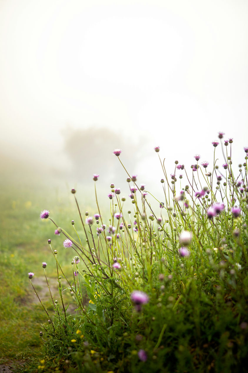 Image by Masoud Mostafaei