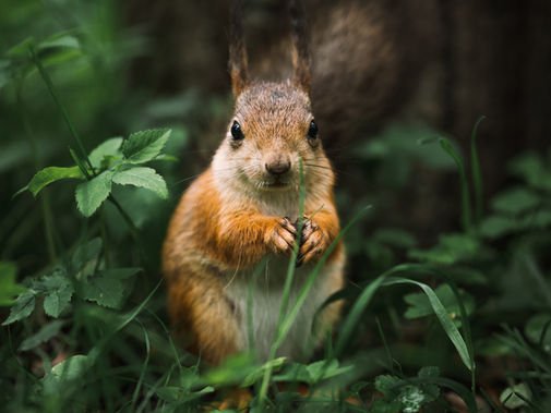 Researchers at UC Berkeley Teach a Squirrel to Ring a Bell For Food