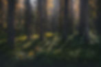 Image by Daniil Silantev