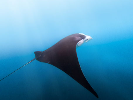 Mandel Public Library to celebrate World Manta Day Sept. 19