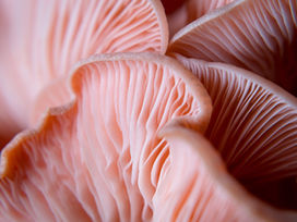 Medicinal Mushrooms & Gut Health: How Fungi Support Digestion, Immunity & Hormones