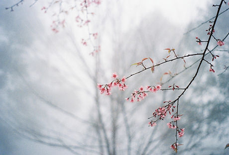 Image by Mink Mingle