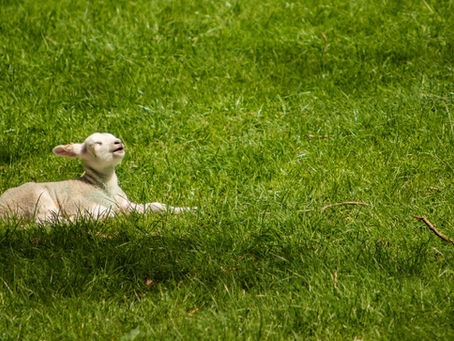 13th Sunday in Ordinary Time (Ages 3-6): Little Lamb, Arise!