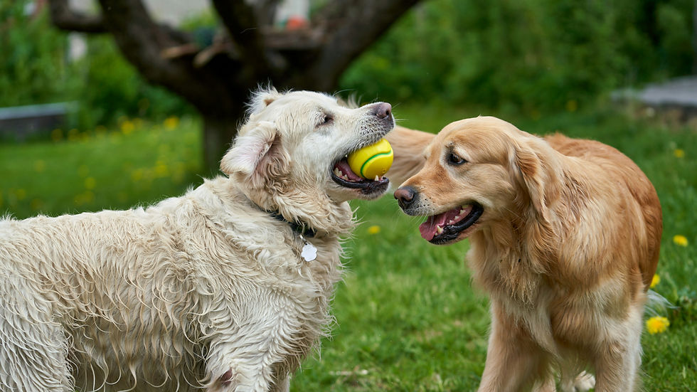 Two dogs, one wet, playing with a yellow tennis ball in a grassy yard. Background shows trees and greenery, creating a lively scene.