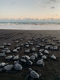 Image by Pedro Novales