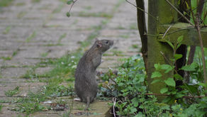 Rats in Bourton-on -the-Water