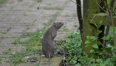What Is Integrated Pest Management?