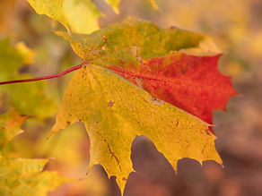 Image by MARIOLA GROBELSKA