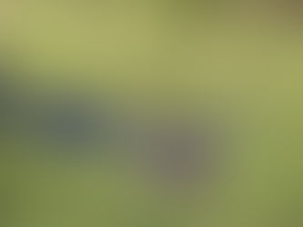 American Alligator
