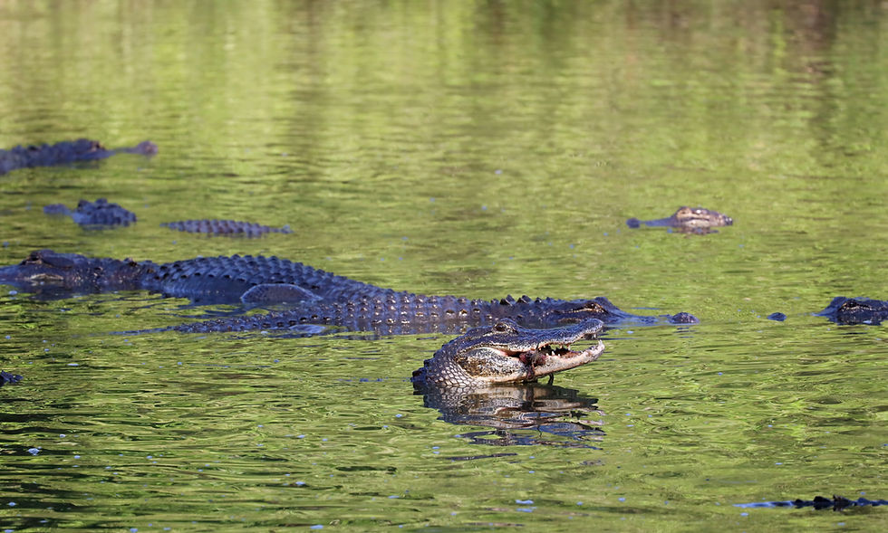 American Alligator