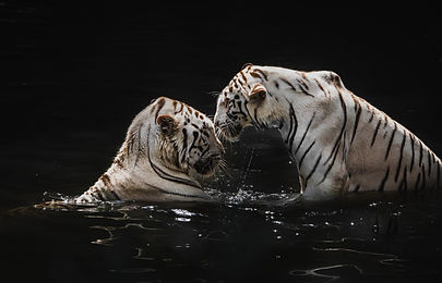 Image by Alicia Chong