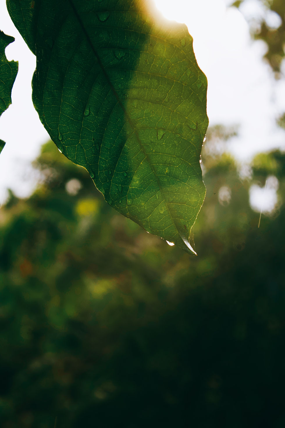 Image by Honey Yanibel Minaya Cruz