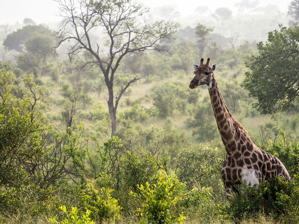 Image by Ante Hamersmit