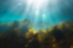 Underwater scene with sunlight streaming through, illuminating yellow and brown seaweed. The water is a clear blue, creating a serene mood.