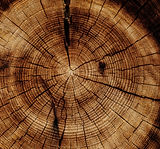 Image by Joel & Jasmin Førestbird