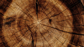 Bark House – een goed voorbeeld van een circulaire business