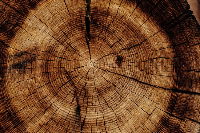 Image by Joel & Jasmin Førestbird