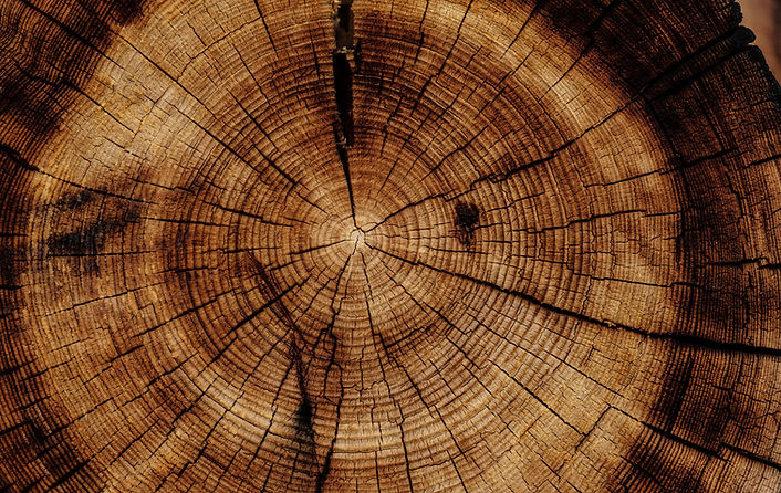 Image by Joel & Jasmin Førestbird