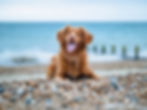 Petcare