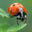 Writer: Ms. Ladybug