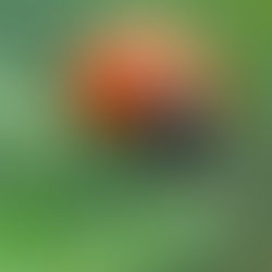 This image shows a zoomed-in view of a ladybug. It is tomato red with black dots and is perched on the edge of a green plant