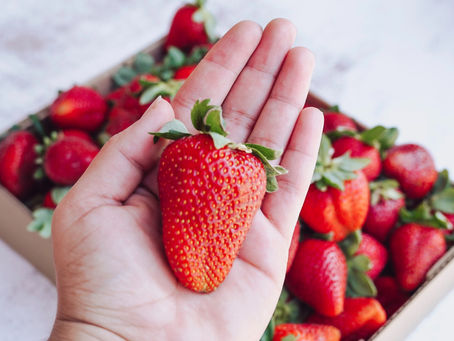 Strawberry season at Harvest Experience
