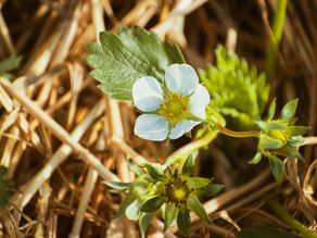 White strawberry flower with green leaves set against a background of dry, brown straw. The setting conveys a natural, earthy mood.